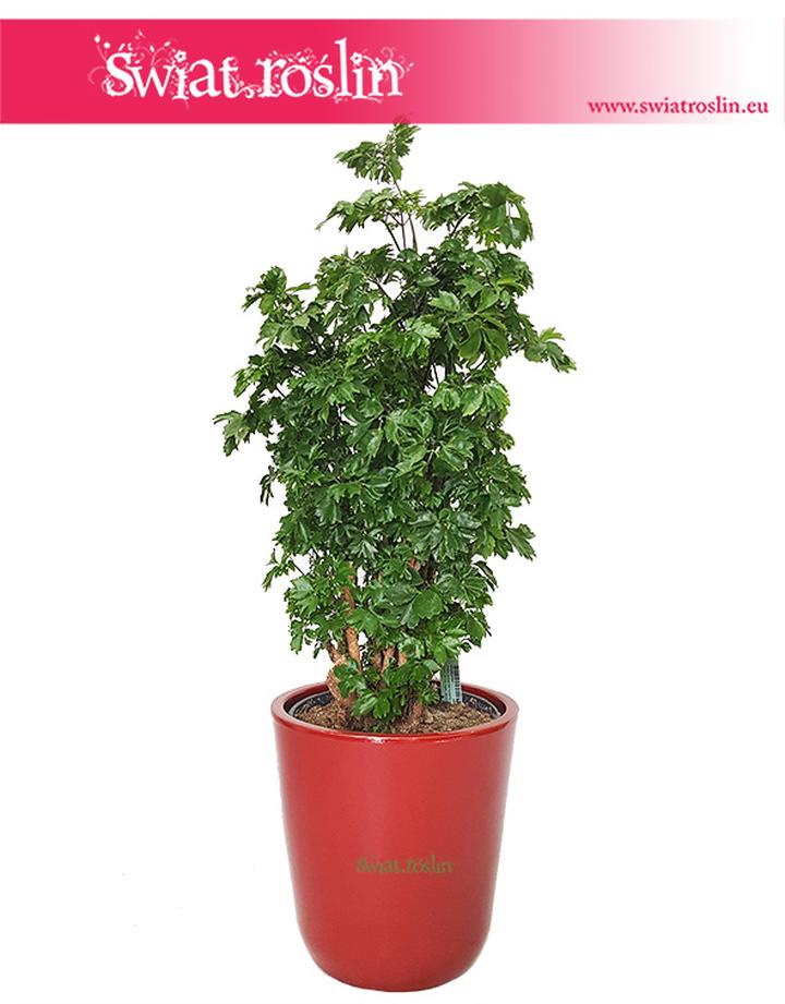 Pielęgnacja egzotycznych roślin