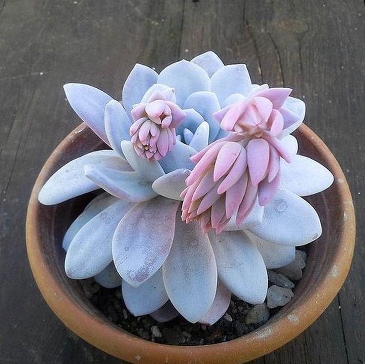 Pielęgnacja eszewerii