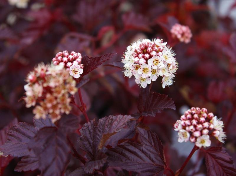 Pielęgnacja pęcherznicy kalinolistnej