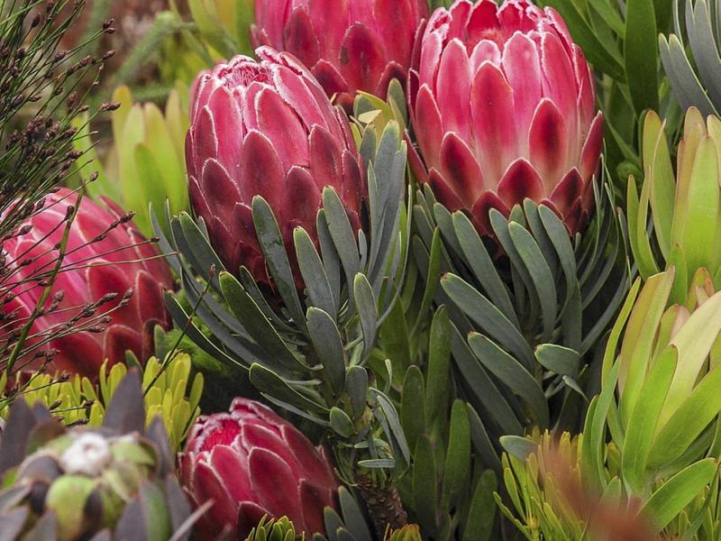 Pielęgnacja protei królewskiej