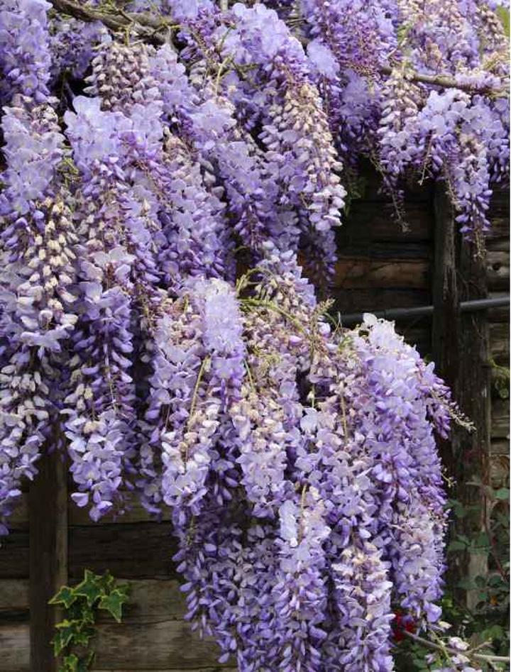 Problemy z glicynią chińską