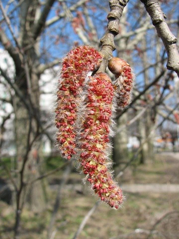 Przetrwanie roślin wiatropylne