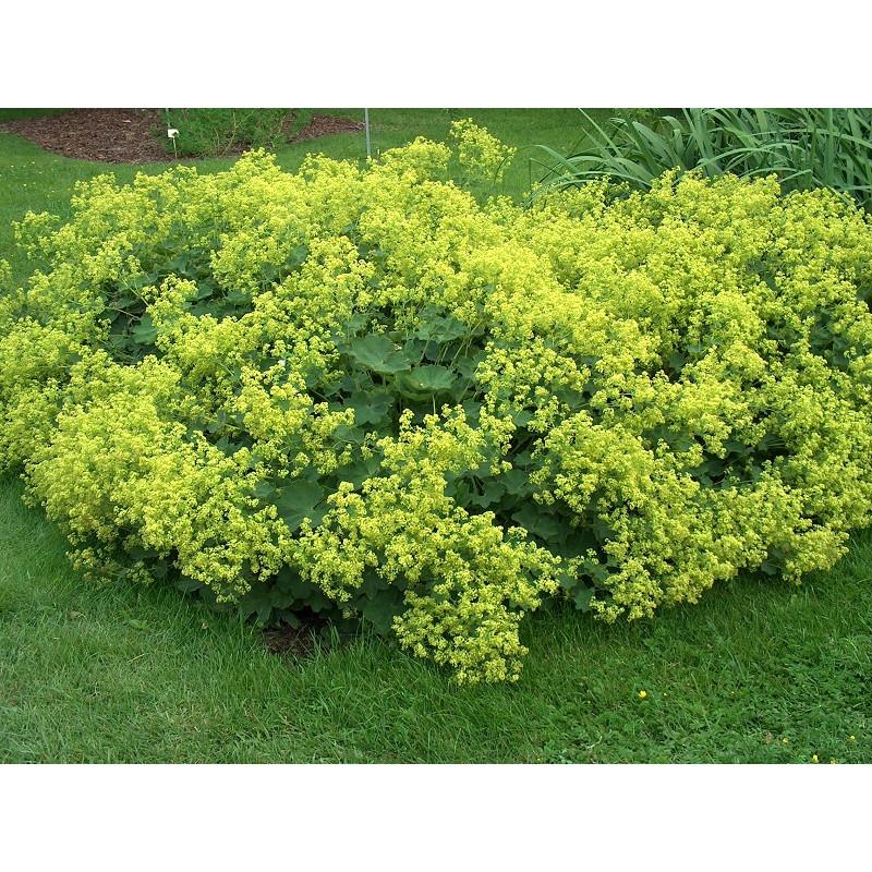 Przywrotnik miękki zastosowanie