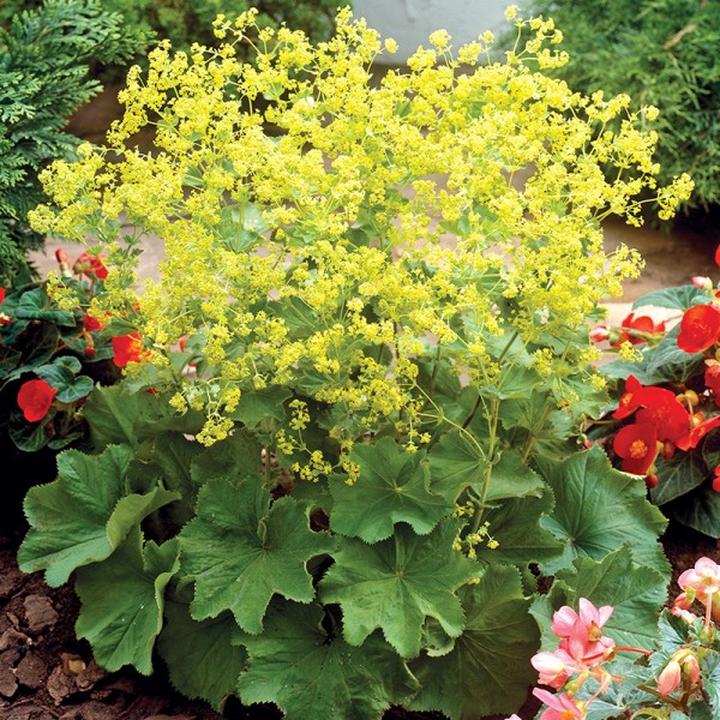 Przywrotnik miękki zdrowie kobiet