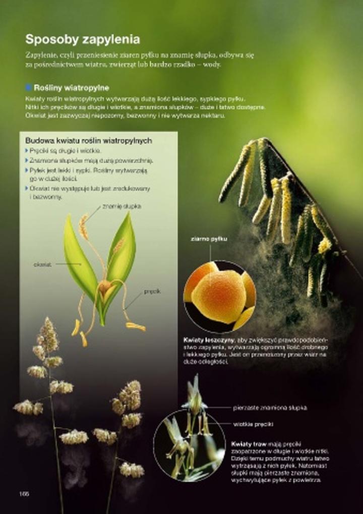 Pyłek i reprodukcja