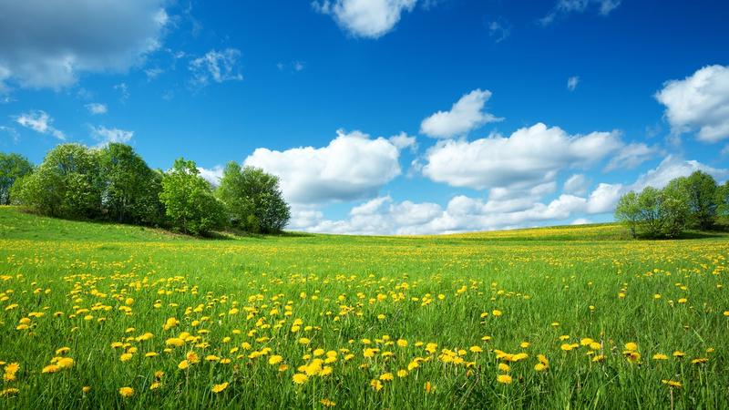 Rośliny i zwierzęta wiosną