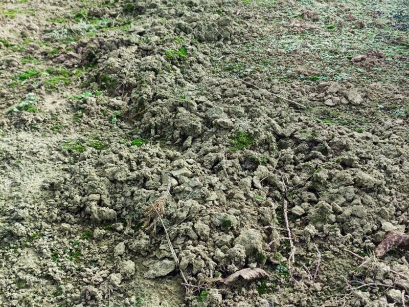 Rośliny odstraszające nornice