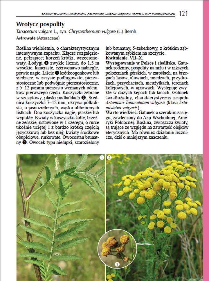 Rośliny synantropijne w miastach