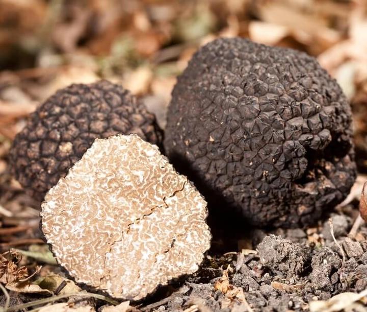 Unikalny smak trufli