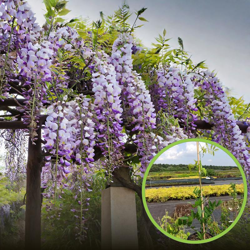 Uprawa glicynii w ogrodzie