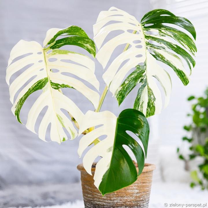 Uprawa monstera adansonii