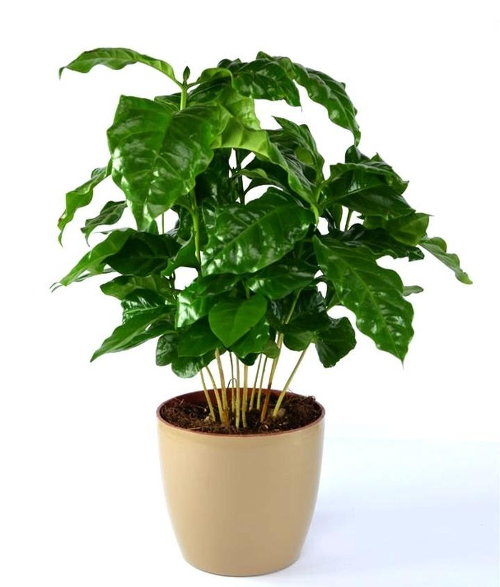 Warunki wzrostu kawy