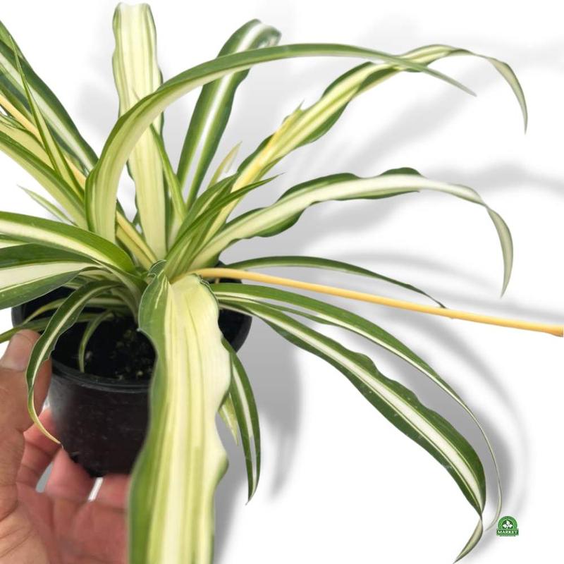 Zalety roślin domowych