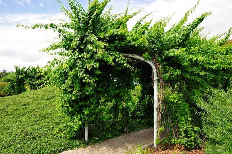 Zastosowanie dlawisza w ogrodzie