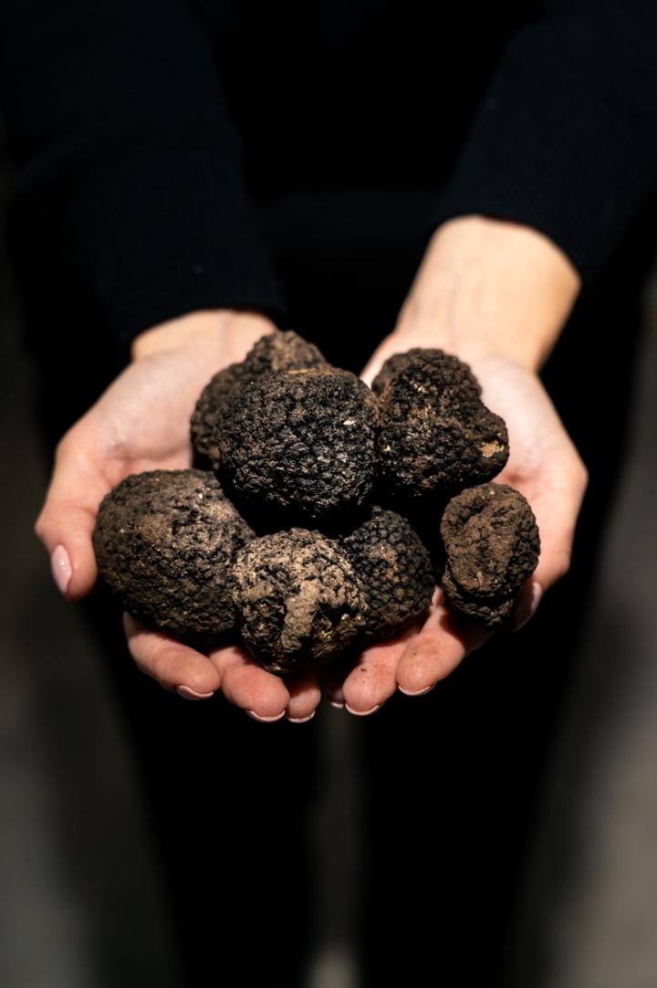 Zbiory trufli wglebionej