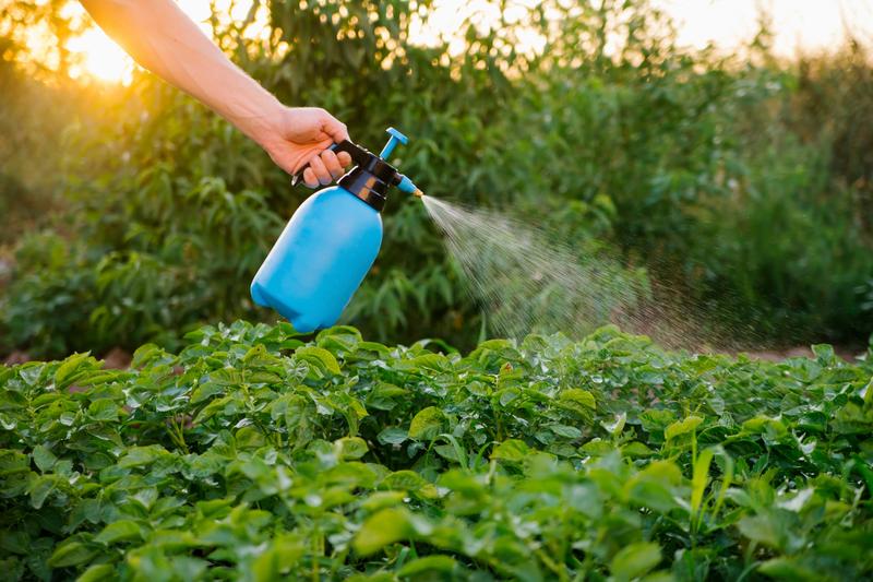 Zdrowe uprawy w ogrodzie