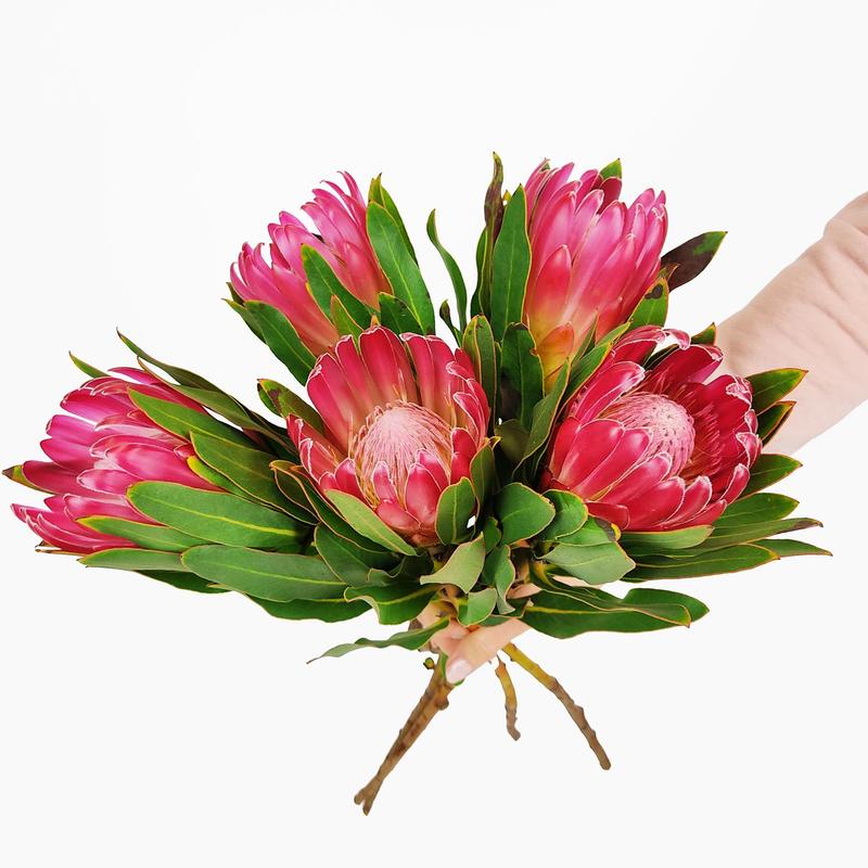 Zdrowotne właściwości protei królewskiej