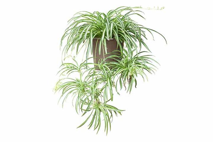 Zielistka sternberga