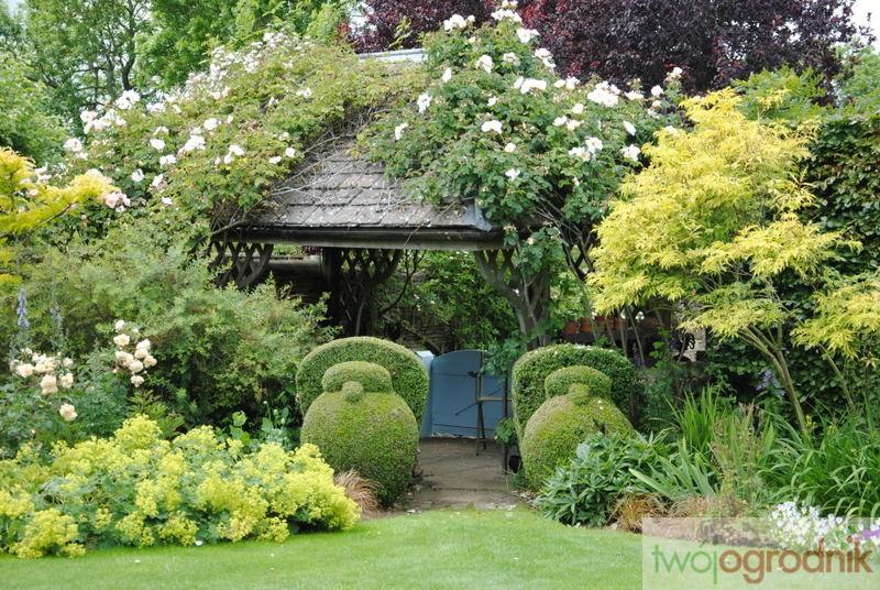 Ziołolecznictwo przywrotnik miękki