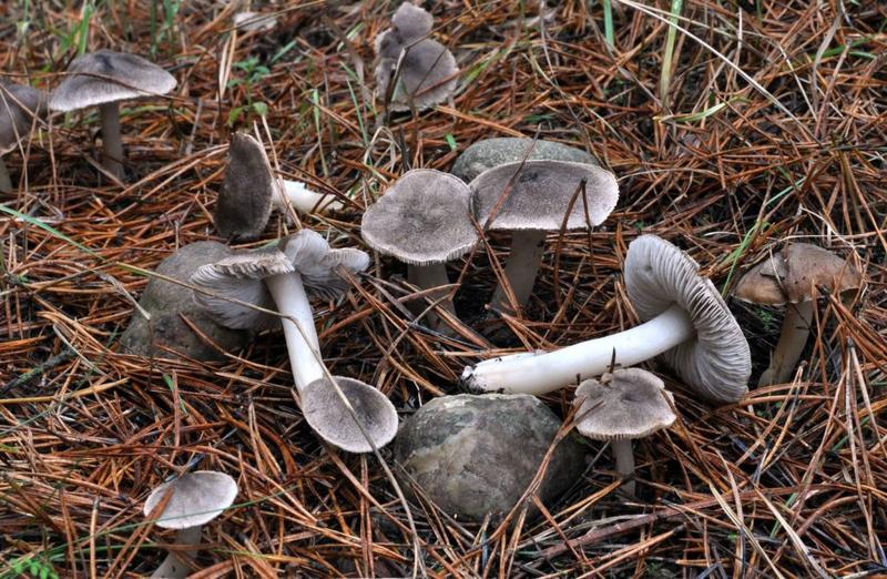 Życie w harmonii z naturą