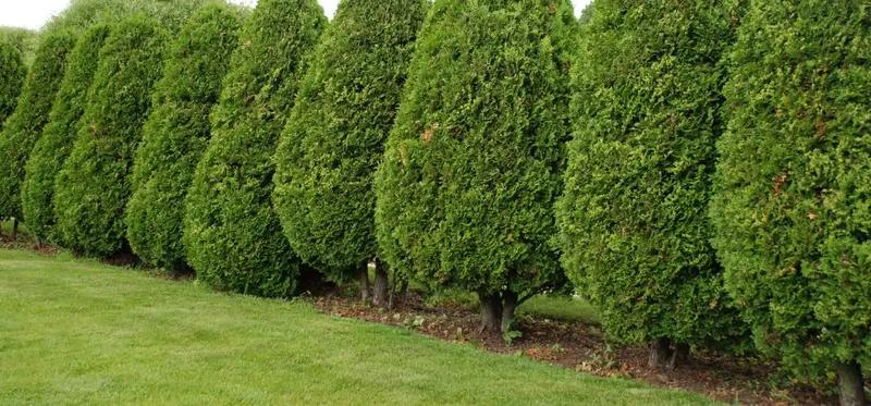 Idealny czas na sadzenie tuj – kiedy najlepiej to zrobić?