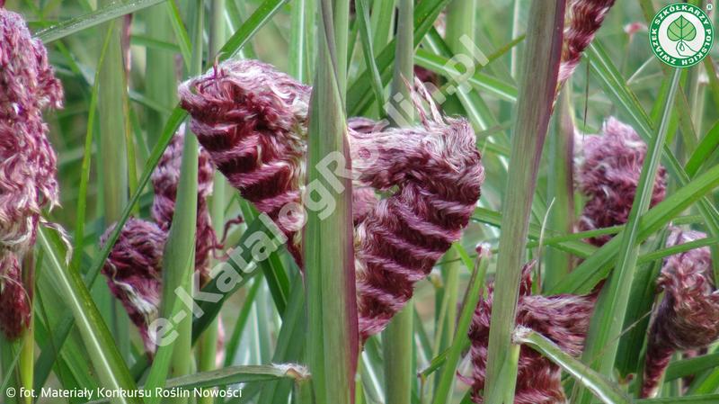 Odkryj piękno miskanta boucle w Twoim ogrodzie