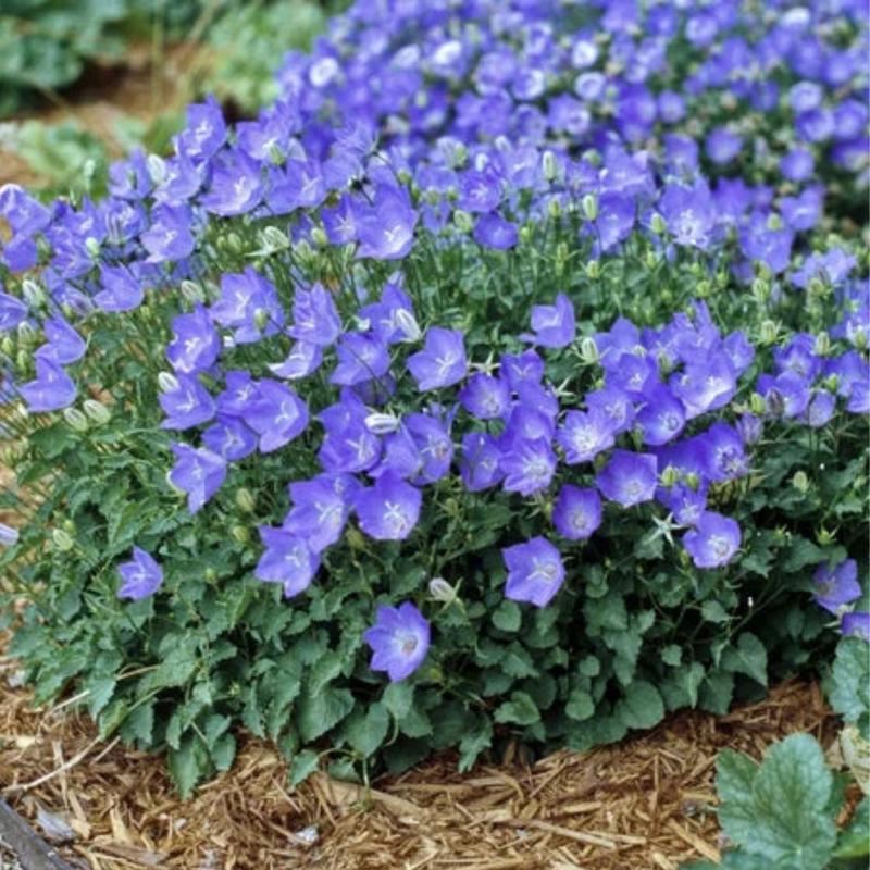 Odkryj urok dzwonka karpackiego – piękno natury w Twoim ogrodzie