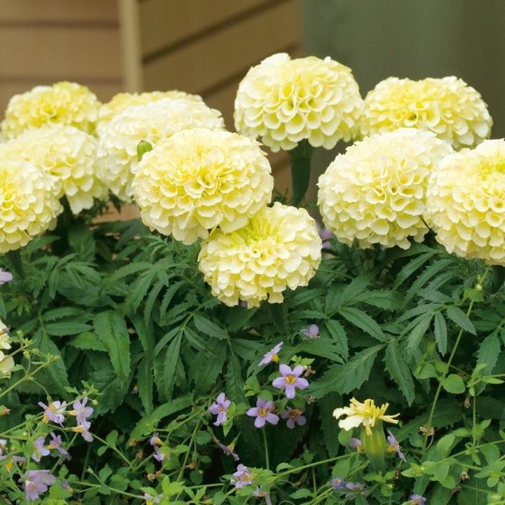 Aksamitka kolory i kształty