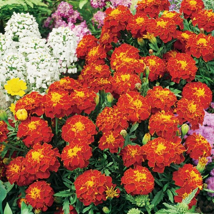 Aksamitka wzniesiona pielęgnacja