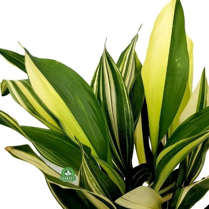 Aspidistra a jakość powietrza