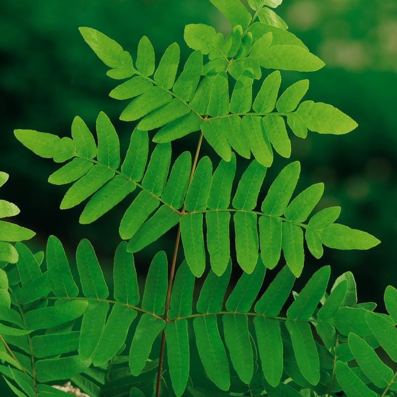 Badania historyczne Długosza