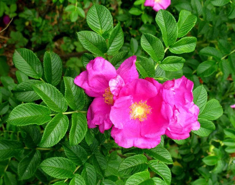 Choroby róż pomarszczonych