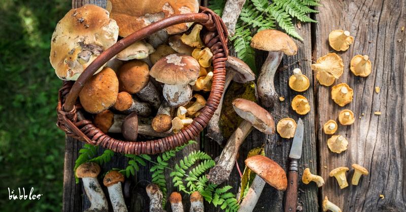 Czynniki przyrodnicze grzybów