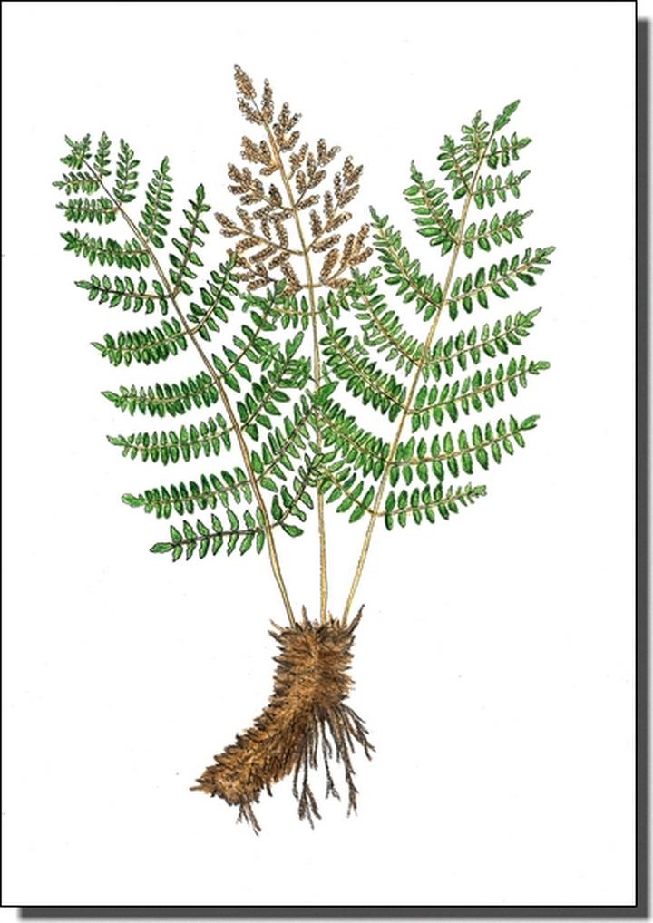 Długosz Królewski współcześnie