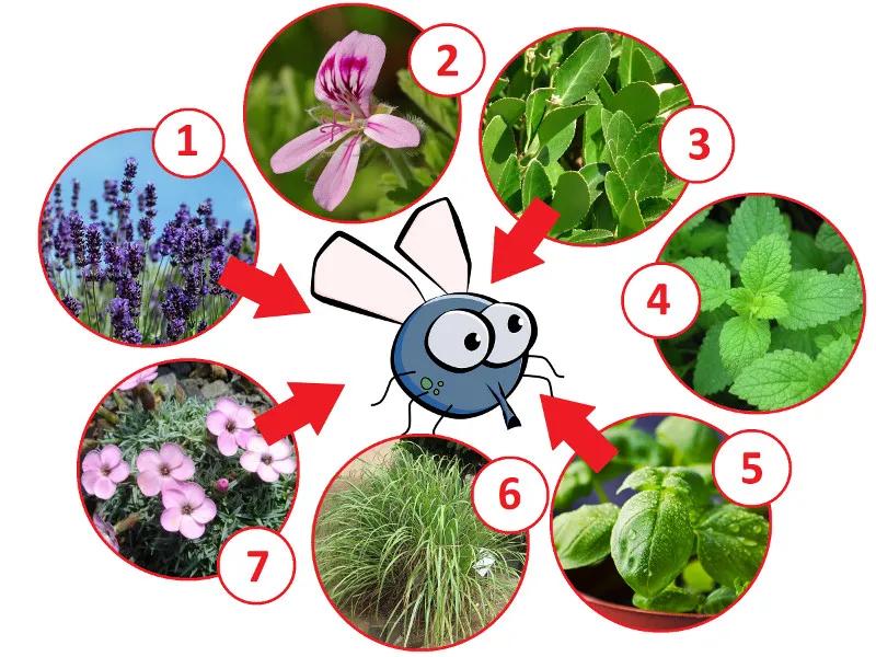 Ekologiczna ochrona przed muchami