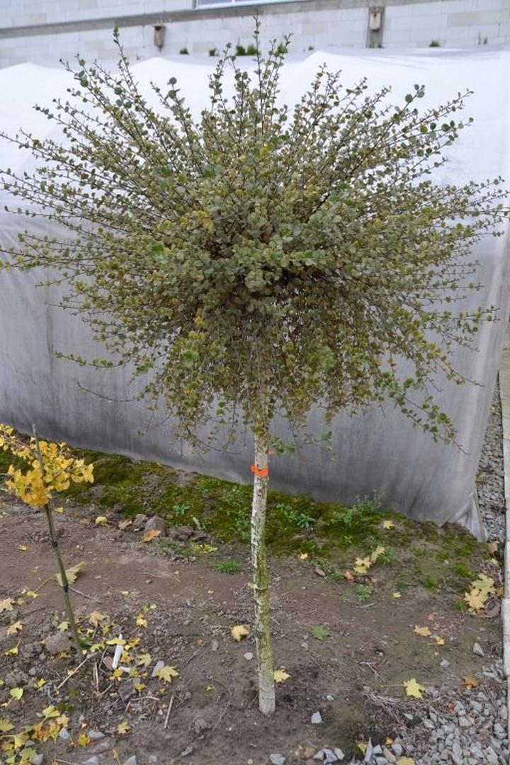 Funkcjonalność brzozy karlowatej