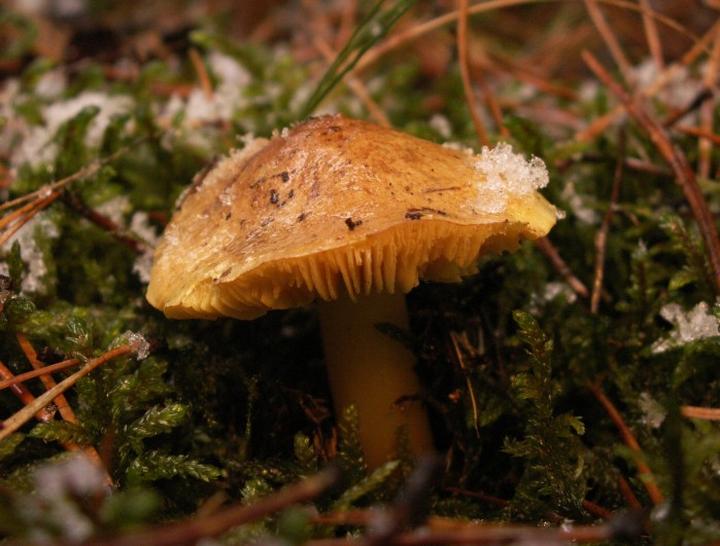 Gaska pomarańczowa w diecie