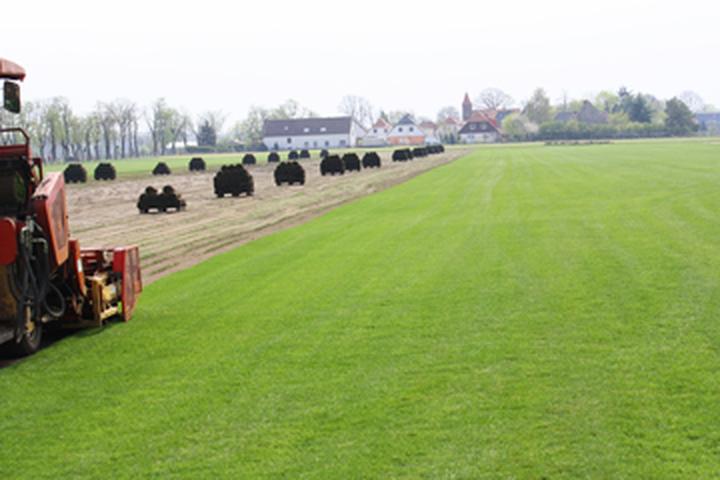 Gatunki trawy do ogrodu