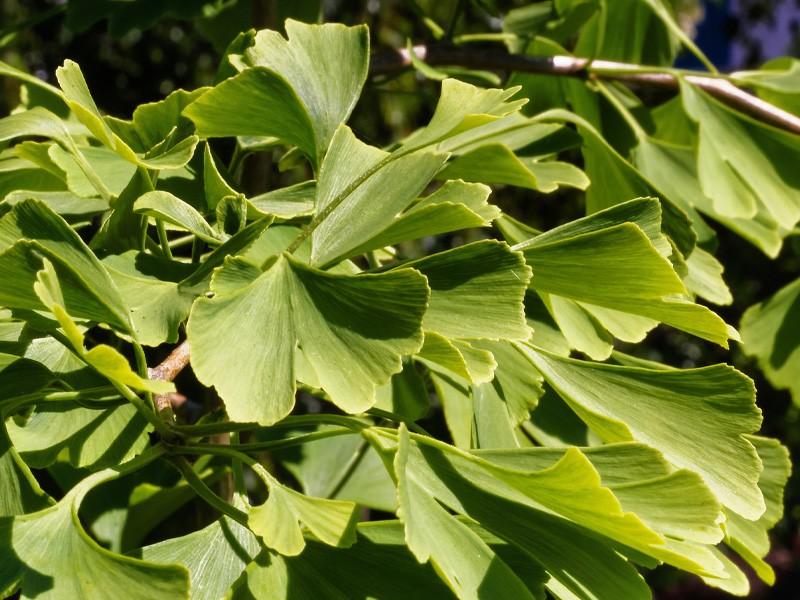 Historia milorzaba japońskiego