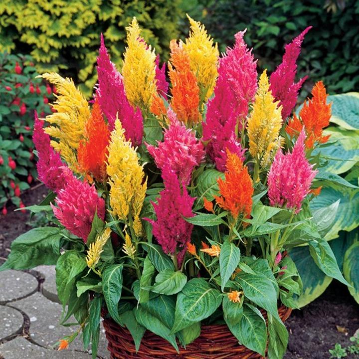 Hodowla roślin doniczkowych