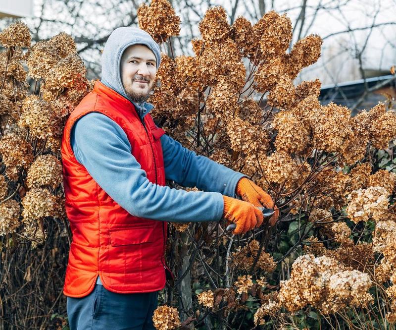 Hortensje i rośliny towarzyszące