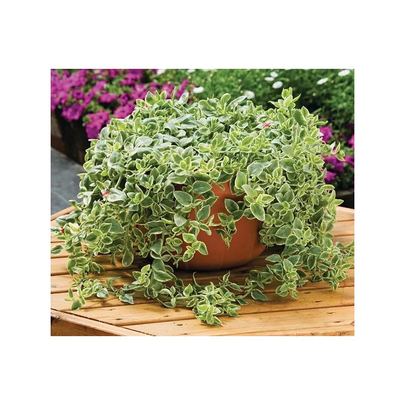 Izolacja korzeni roślin