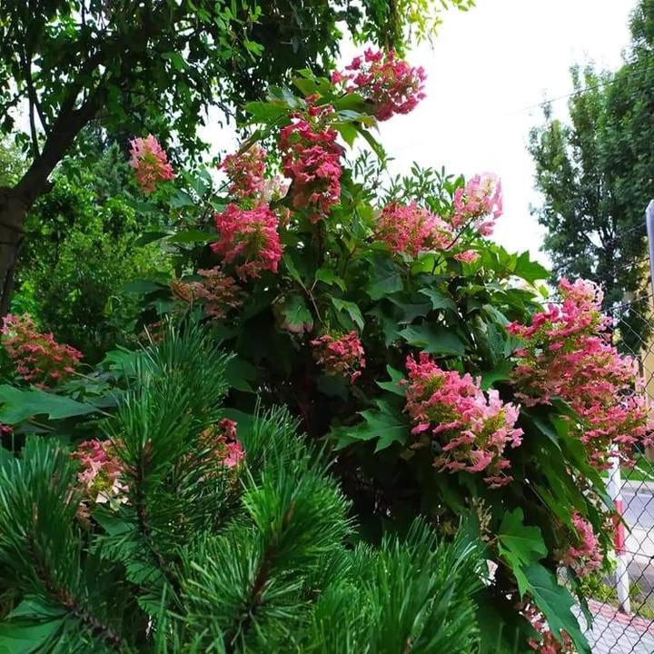 Izolacja roślin przed chłodem