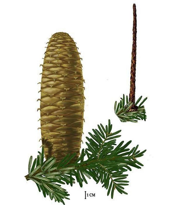 Jodła pospolita i kultura