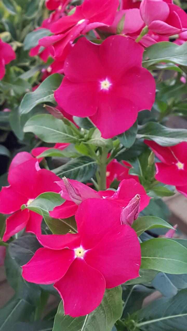 Katarantus różowy właściwości lecznicze