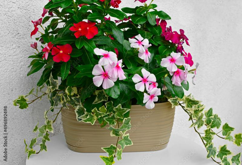 Katarantus w ogrodzie