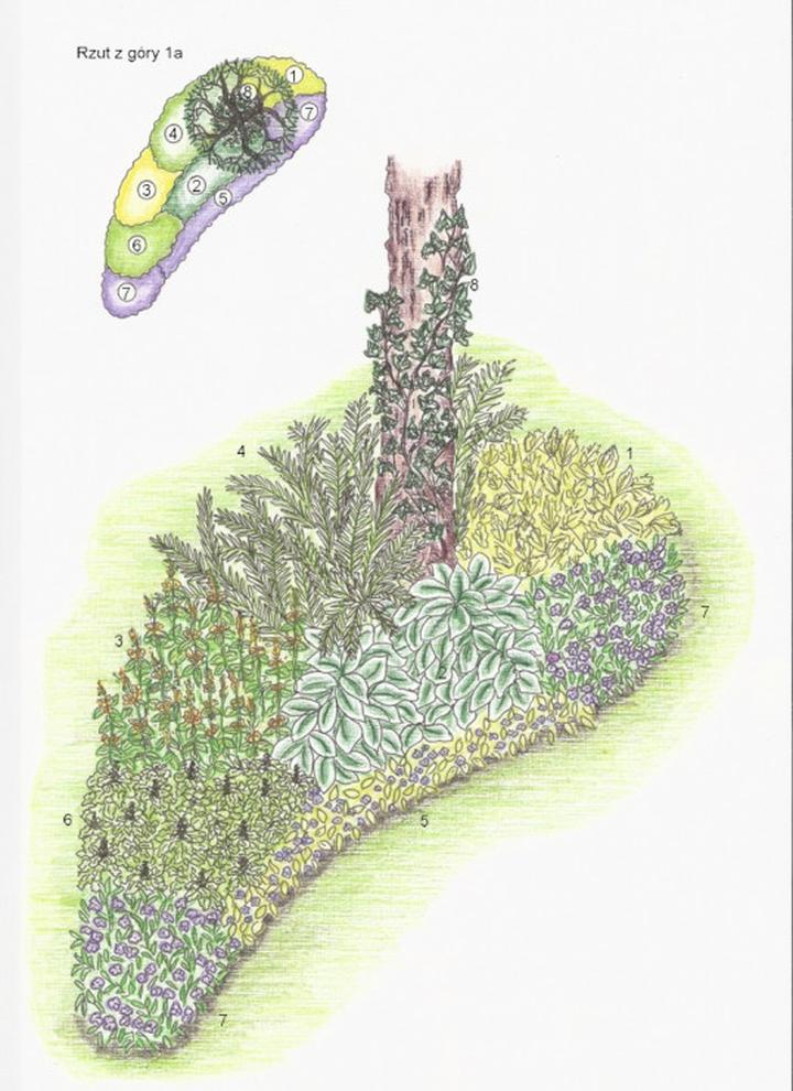 Kolor w krajobrazie z iglakami