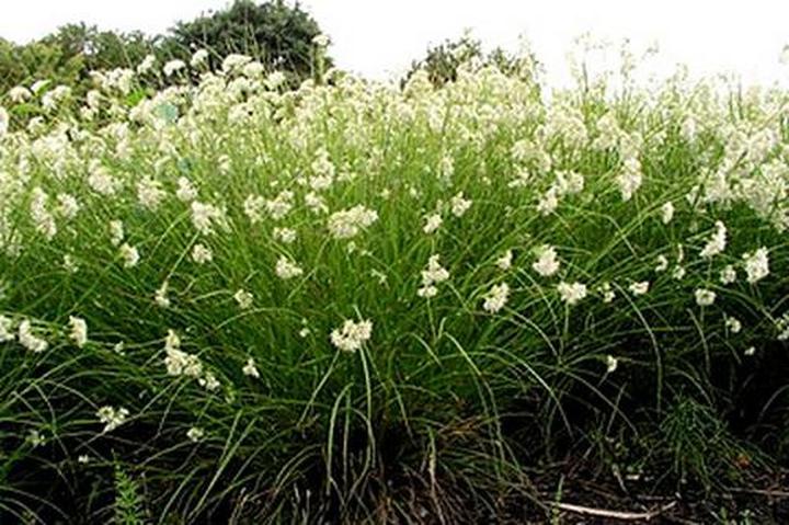 Kosmatka śnieżna adaptacja