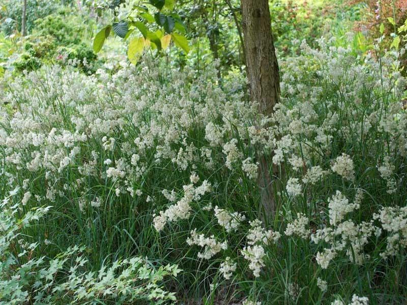 Kosmatka śnieżna w ekosystemie