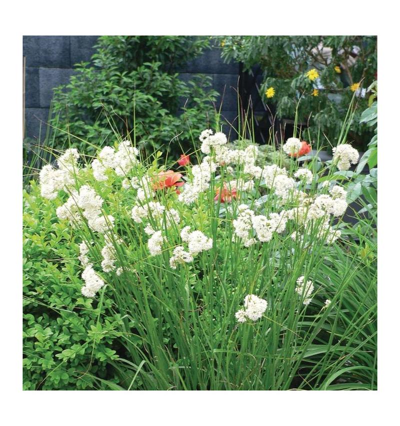 Kosmatka śnieżna w sztuce